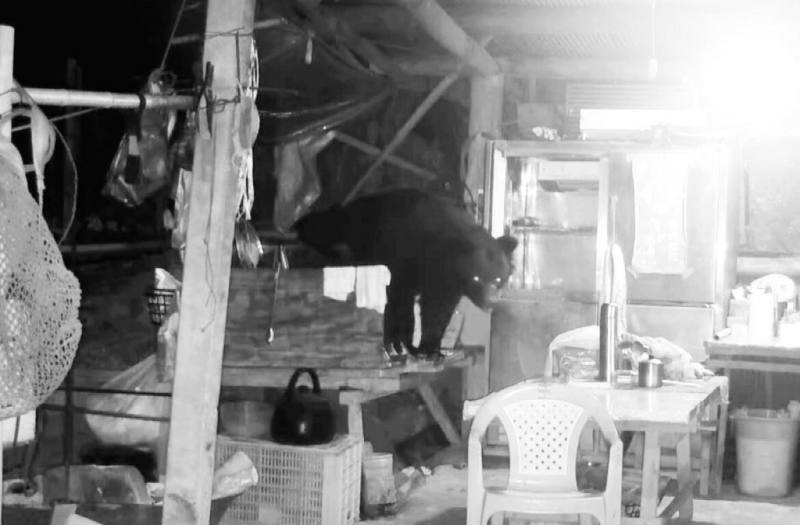 農業部林業及自然保育署嘉義分署獲報，阿里山鄉達邦村一處工寮遭台灣黑熊入侵，架設紅外線監測相機後，拍到黑熊於元旦至3日皆出沒工寮尋找食物。（林保署嘉義分署提供）