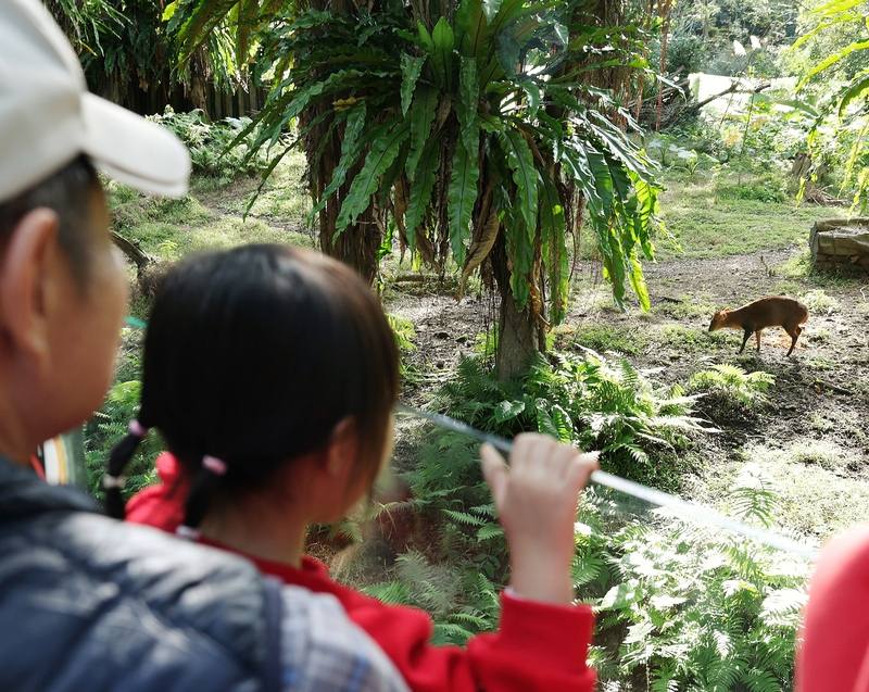 台北市立動物園4日上午有野生山羌入侵，園方捕捉行動在現場引起騷動，下午好奇遊客湧入，觀看園區內原原有的山羌