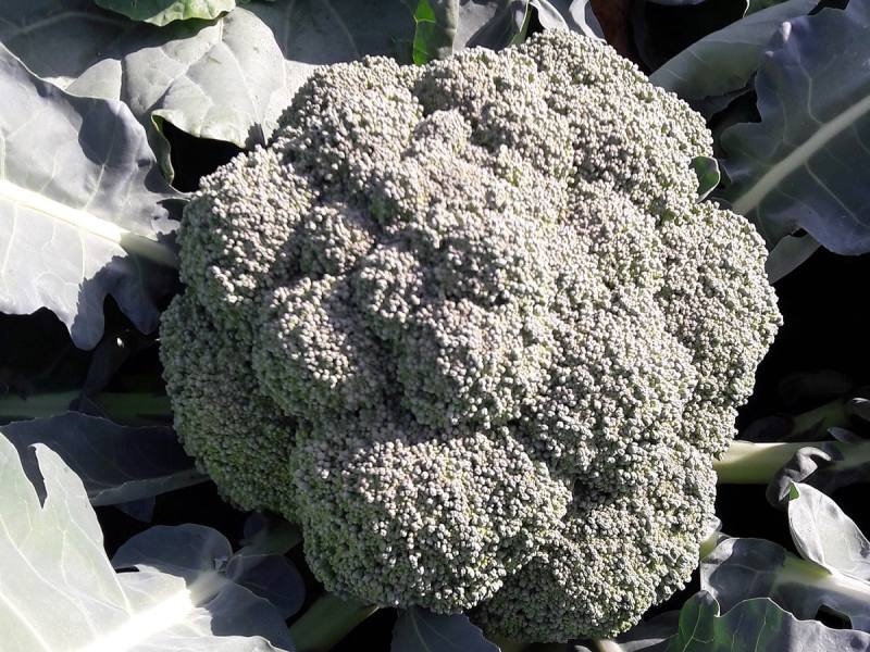 青花菜價格波動因氣候影響而非政策所致