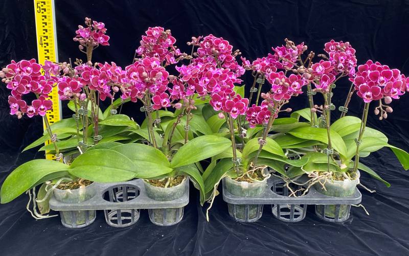 植物品種權促臺灣農業研發繁榮