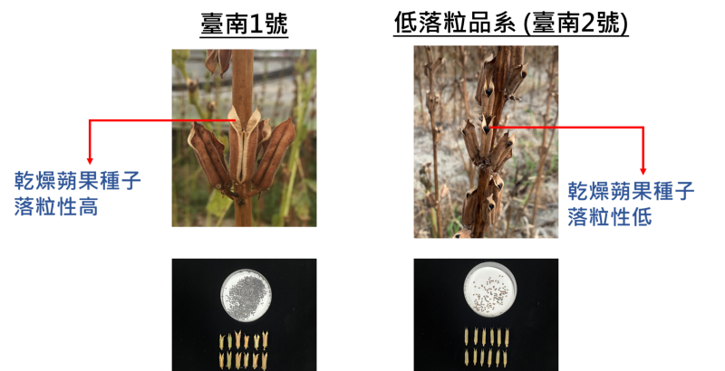 低落粒胡麻臺南2號蒴果種子落粒性低於臺南1號