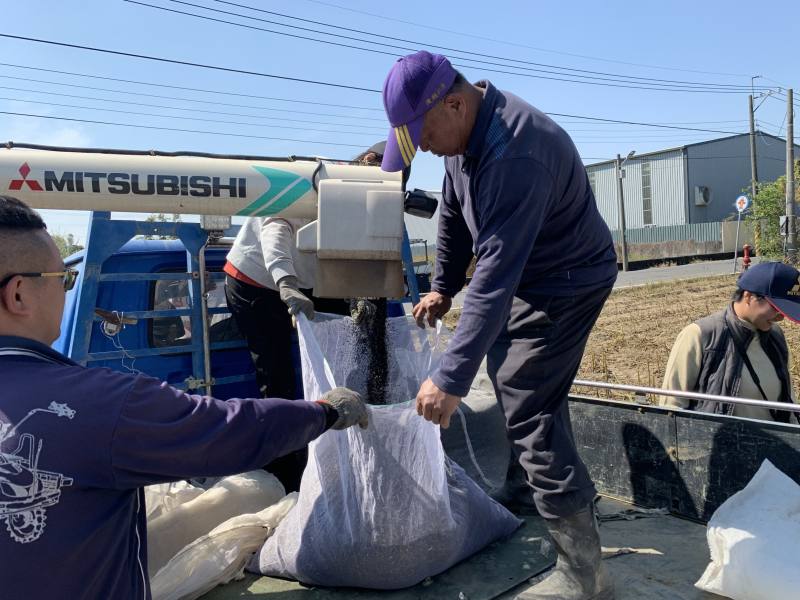 機械採收後種子直接由收穫機出料