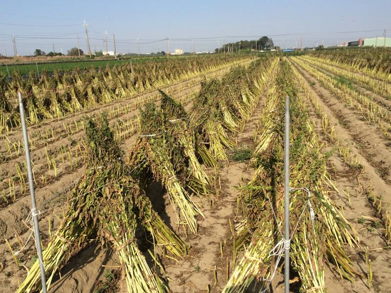 傳統人工採收胡麻需割捆後放置田間堆曬約14天脫粒