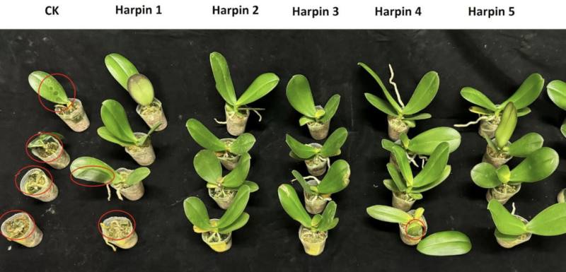 農業部高雄區農業改良場響應國家「農藥減量」與「食安五環」政策，聚焦研究細菌蛋白Harpin，近期在應用上取得重大進展。實驗顯示，蝴蝶蘭施用Harpin蛋白（1000倍稀釋）7天後，細菌性軟腐病發生輕微（紅圈處為病徵），CK為對照組，防治率可達75%以上。（高雄農改場提供）
