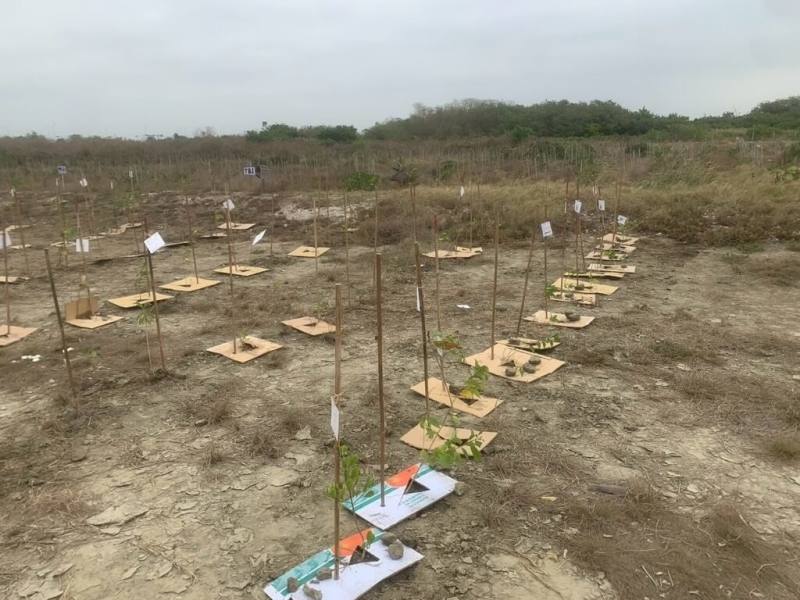 高雄市茄萣濕地過去為鹽田，土壤鹽化嚴重，市府攜手民間力量，持續以造林作為減緩環境劣化與提升生態韌性策略。（高雄市工務局提供）