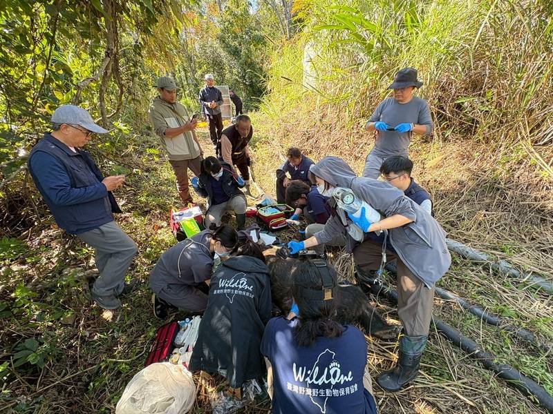 屢次滋擾花蓮卓溪鄉聚落的台灣黑熊「阿里曼．西肯」，林保署多方嘗試驅趕未奏效，居民相當恐慌；5日以安全套索捕獲，由獸醫麻醉檢視，確認健康狀況穩定，考量牠已慣性入侵養禽場覓食，將牠送台北市立動物園安置，不再野放。