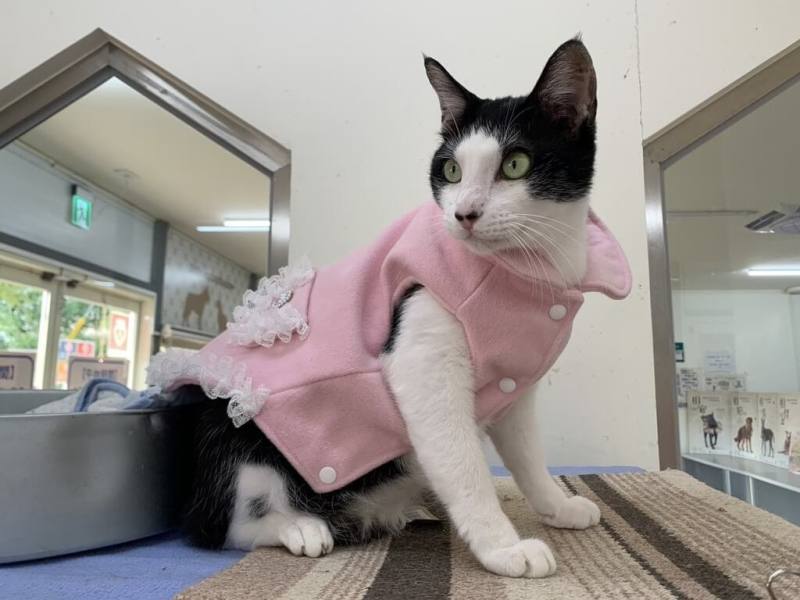 台北市動物保護處表示，提高犬貓絕育補助金額，最高補助新台幣2000元，並增加寵物保險補助對象，設籍台北市的犬貓也能由飼主申請，最高補助3000元。圖為動物之家的貓隻。（動保處提供）