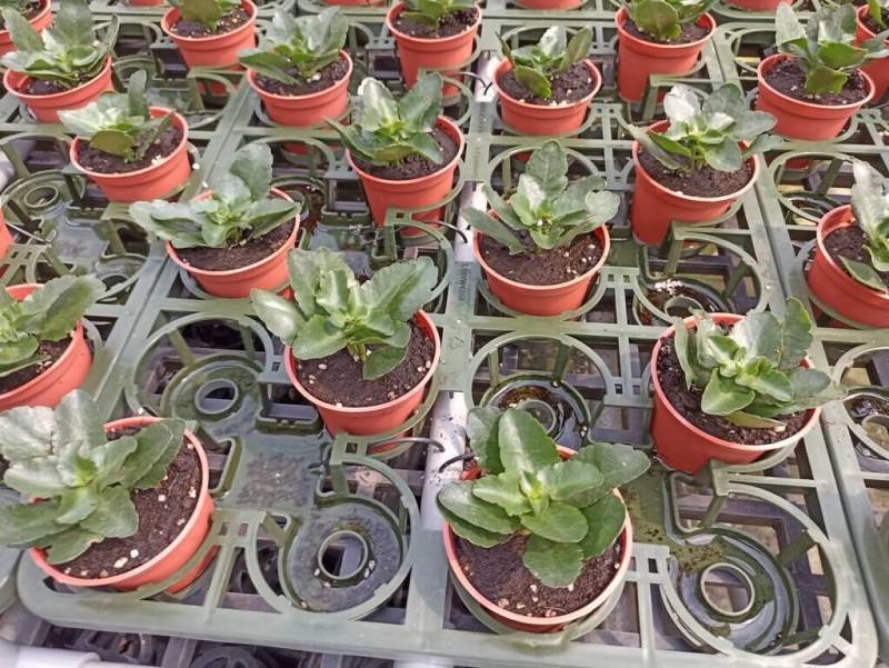 盆花是台灣北部重要產業，傳統灌溉耗費龐大人力，農業部桃園區農業改良場開發開發「小品盆花專用底部灌溉栽培端盤」，搭配智慧灌溉系統，從底部自動澆水，可節省逾8成用水，省工9成以上。（桃園農改場提供）