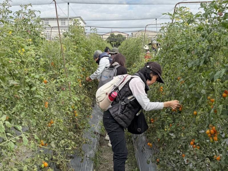 高雄市農業局攜手美濃區農會及高雄市銀髮人才服務據點，8日在美濃地區辦理職場觀摩體驗，邀銀髮族走入農場，體驗小番茄採收與包裝等農務工作。（高雄市農業局提供）