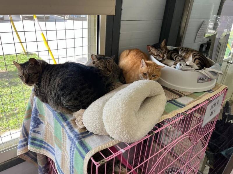 台北市動物保護處8日表示，因應冷氣團來襲，動物之家已啟動防寒措施，如提供電暖器、毛巾等，並透過熱心民眾捐贈全新寵物衣物，讓收容犬貓能溫暖度寒冬。圖為動物之家中待認養貓咪。（動保處提供）