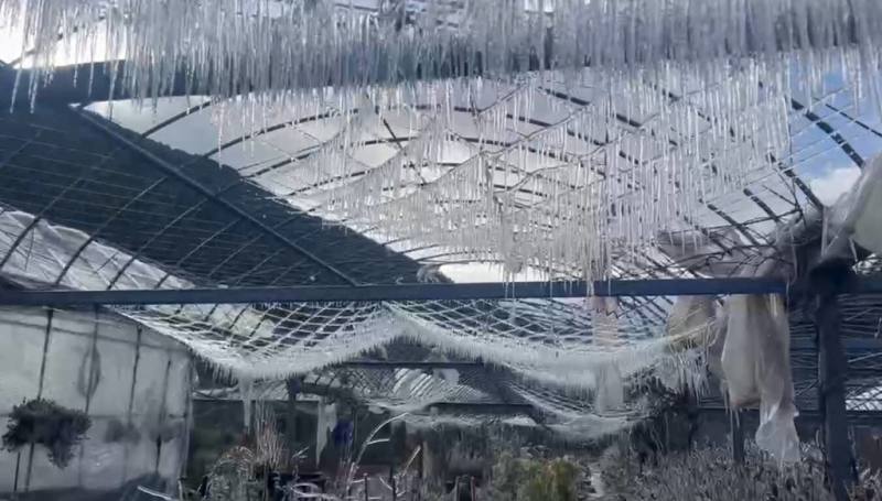 武陵農場9日清晨出現低溫攝氏零下1.4度，武陵農場內藤花園美麗冰晶簾再現。（武陵農場提供）