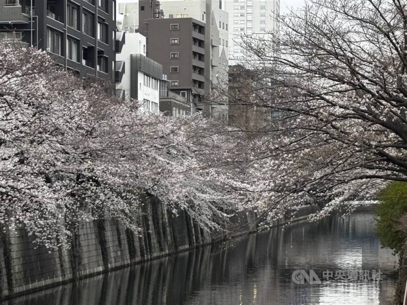 圖為東京著名賞櫻景點目黑川。（中央社檔案照片）