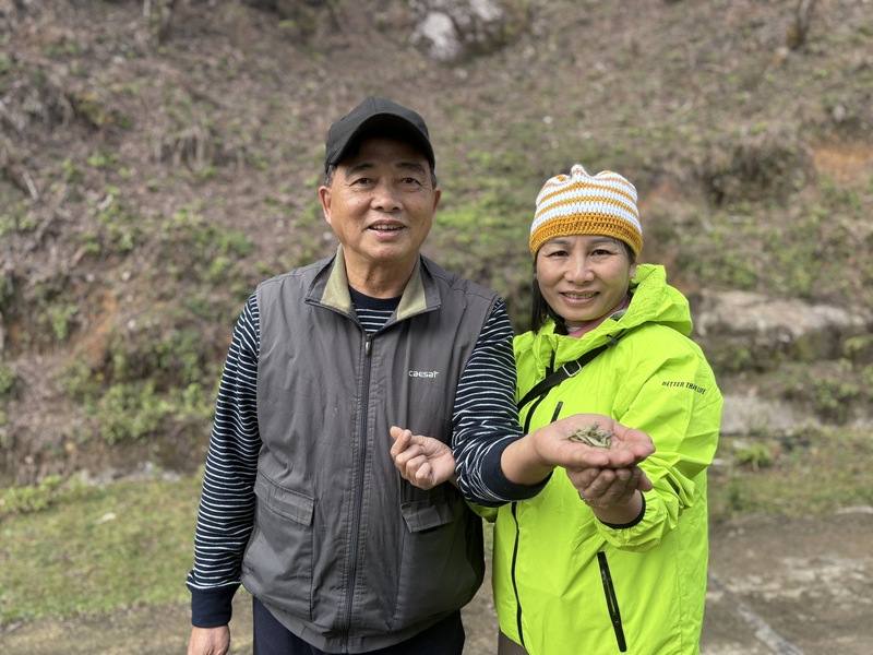 茶師徐國安（左）與妻子菊姐（右）在北越宣光省黃樹皮縣經營「河安茶」，專門製作珍貴卻其難掌握的古樹茶，受到各界茶友喜愛，常有來自世界各地客人拜訪茶廠，被越南茶友稱為古樹茶先鋒