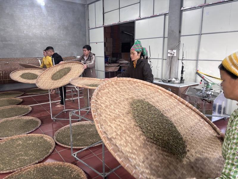 旅越茶師徐國安自嘲中毒，不斷思考、實驗，以製造出更好的古樹茶。他表示，所幸有台灣的技術經驗與機器做後盾，才能在越南做出好味道的古樹茶。圖為茶廠工人進行手工浪菁