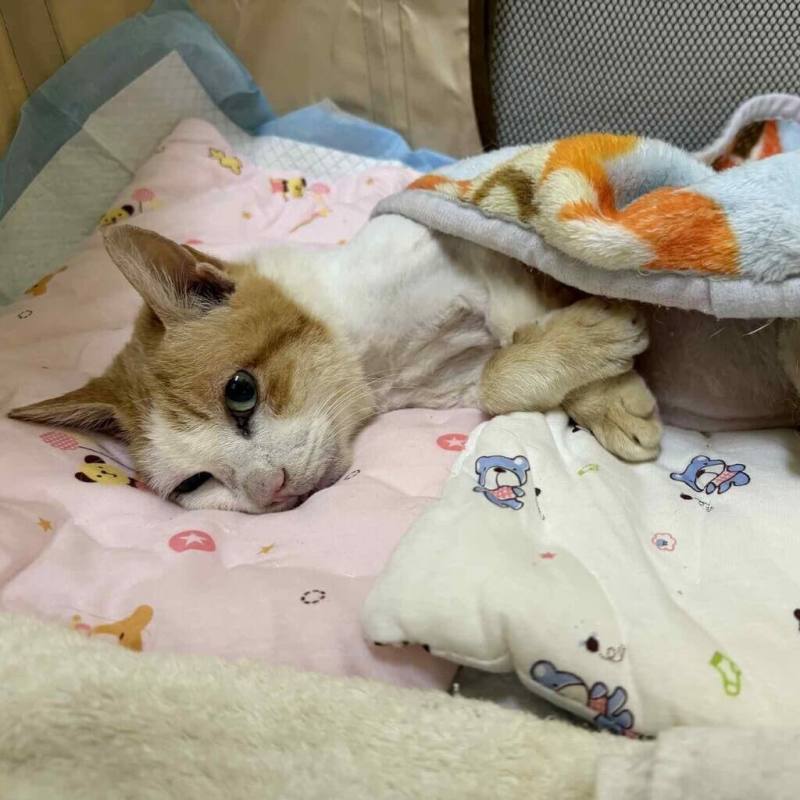 15歲老街貓Lucky於114年底老化後肢無力，台北市動保處藉「街貓救援醫療照護補助計畫」，由台北市支持流浪貓絕育計劃協會（TNR協會）協助照護終養。（台北市動保處提供）