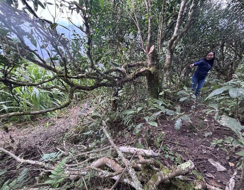 越南古茶樹被濫伐情況日益嚴重，不少居民砍伐以燒火做飯，更有採茶農為方便採摘而砍斷樹枝，令徐國安與妻子菊姐心痛不已，不斷向當地政府呼籲有所行動