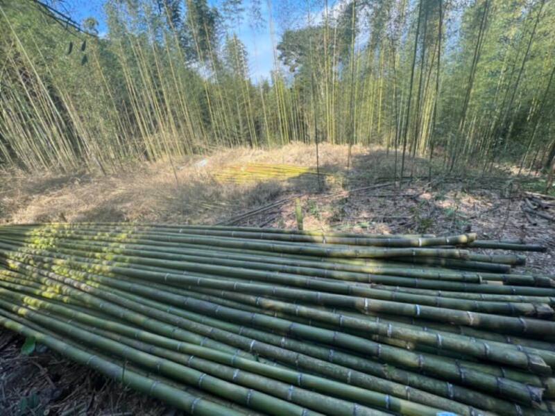 農業部林業及自然保育署13日說，新版林產品溯源規範已實施，簡化申請檢核作業，納入竹林產品。（林保署提供）