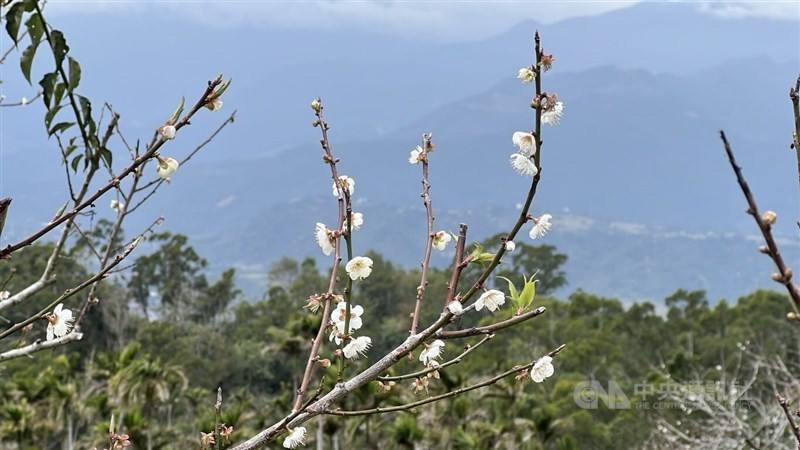Plum blossoms flowering unevenly are seen in Taitung County on Wednesday. CNA photo Jan. 14, 2026