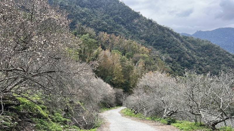 年初連續幾波濕冷低溫，台東主要賞梅區已出現雪白花海，預計20日後達到盛開，圖為南橫新武部落梅花。農民說，梅花開宣告春節腳步近了