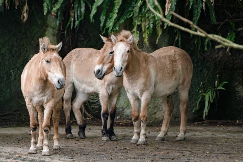 台北市立動物園指出，蒙古野馬（圖）是世界上僅存的野馬，1960年代末被宣告在野外滅絕，經各方合作投入復育，目前蒙古野馬保育類別已被調整為瀕危（EN）等級，可見野外族群存續朝向樂觀方向發展。（台北市立動物園提供）