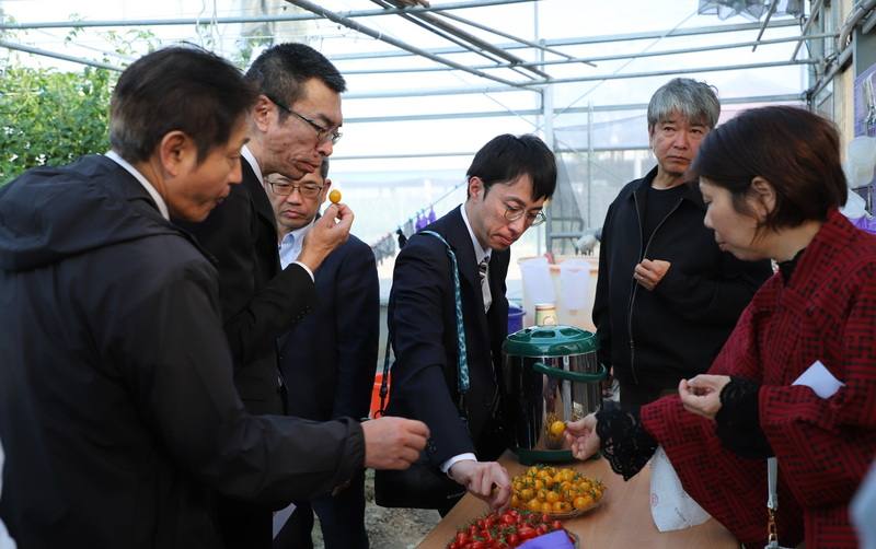 日本山口縣考察團赴嘉義縣展開3天農業技術交流，14日前往參訪位於太保市的溫室並品嚐小番茄，鮮美口感令訪團讚不絕口