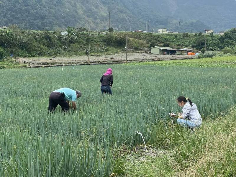 宜蘭三星蔥具蔥白長、口感鮮甜特色，近幾年因颱風及病蟲害，產量銳減，農業部花蓮區農業改良場於2023年試辦協助移地保種，成效良好。（花蓮農改提供）