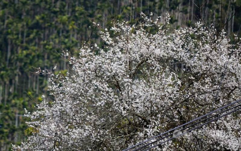 嘉義阿里山公路沿線梅花盛開（圖），梅山公園3000株梅花已開3成，文化觀光局16日說，未來幾週都是賞花好時期