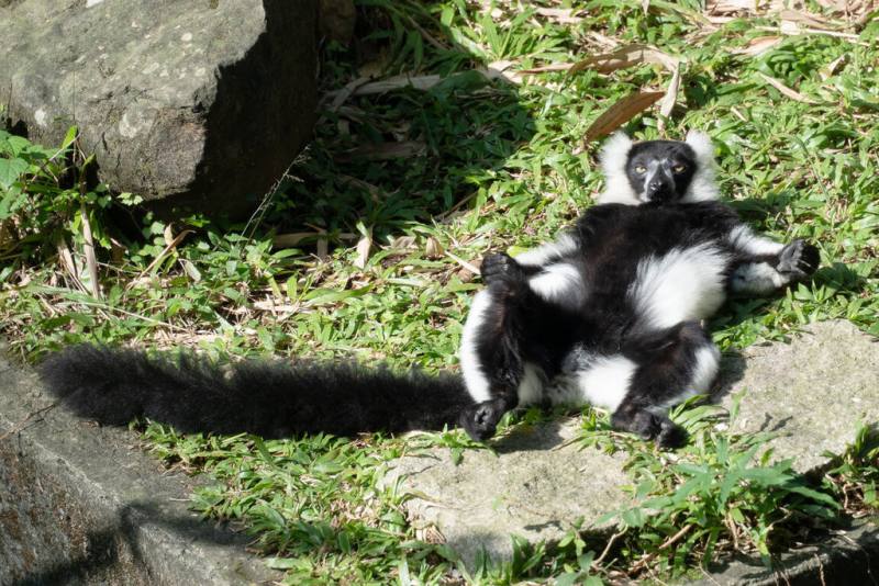 台北市立動物園16日分享3種狐猴的曬日光浴姿態，其中白頸狐猴走慵懶風格，會躺在草地上，以「大」字形攤開四肢，讓胸口和腹部都曬到溫暖陽光。（台北市立動物園提供）