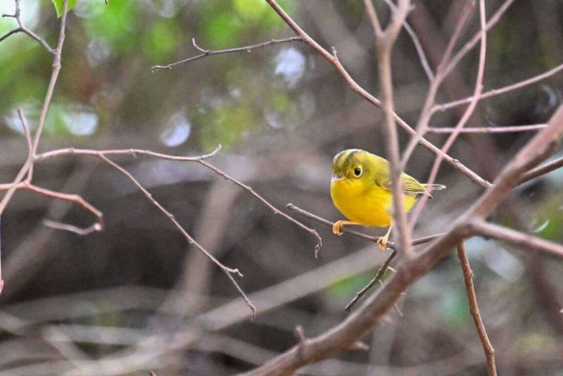 鳥友洪廷維長年記錄金門鳥類，2016年觀察到台灣與金門都少見的候鳥「白眶鶲鶯」現蹤金門，並將觀察紀錄上傳至賞鳥紀錄資料庫eBird，2023年間洪廷維再度於金門烈嶼觀察到白眶鶲鶯。（洪廷維提供）