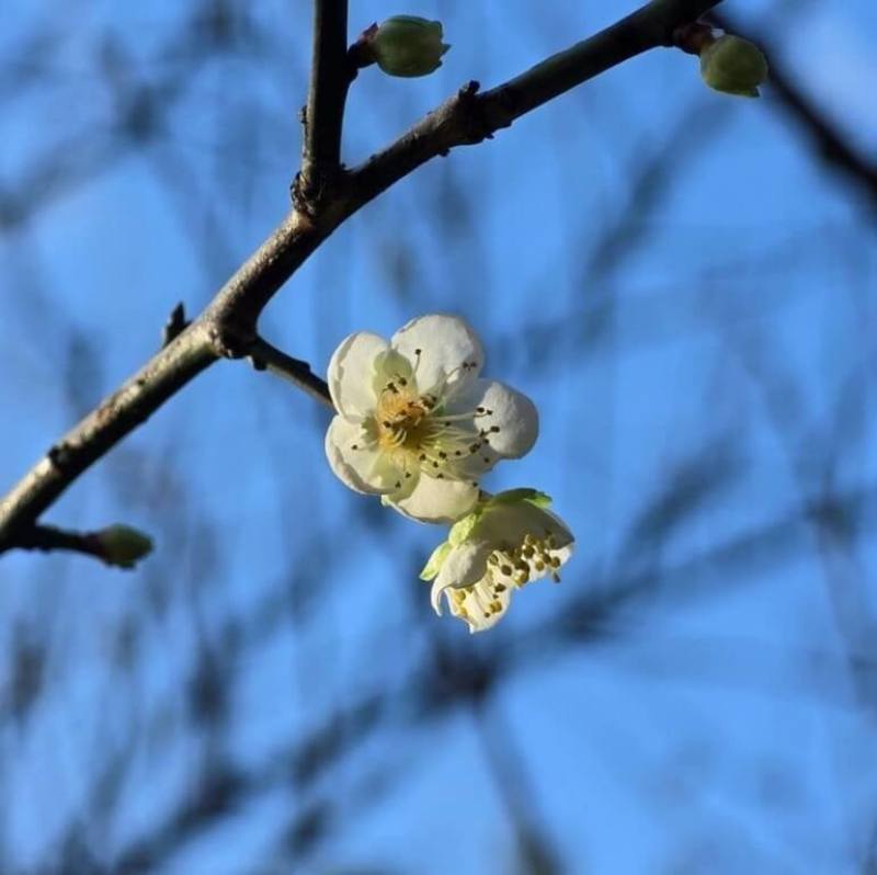 台北市公園路燈工程管理處表示，隨冬季氣溫轉涼，南港公園內的梅花已陸續綻放，民眾可前往現場賞花。（公園處提供）