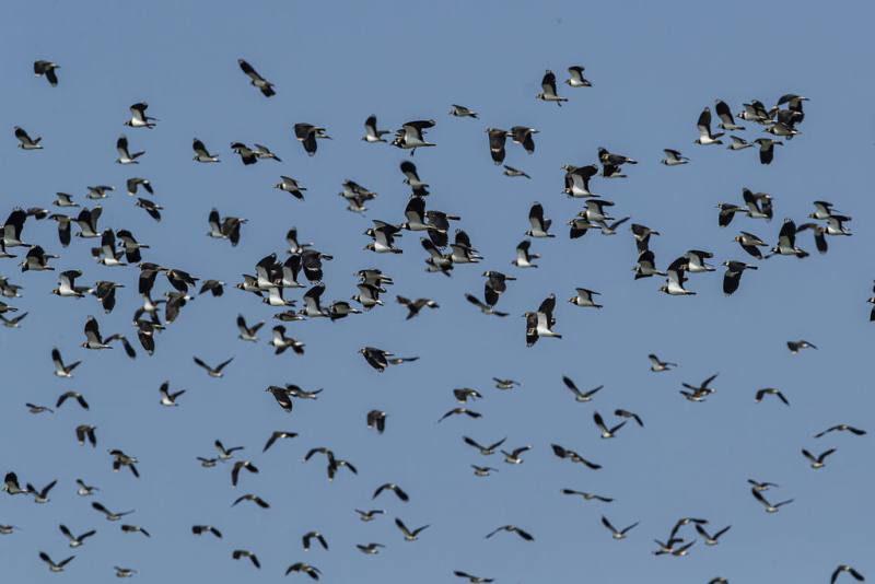 2026年「土豆鳥大集合-小辮鴴普查」公民科學活動18日展開，261名鳥友在彰化、雲林等處調查小辮鴴出沒數量、分布位置及利用棲地類型，其中雲林縣觀測到1萬2351隻，居全台之冠。 （農業部林業及自然保育署南投分署提供）