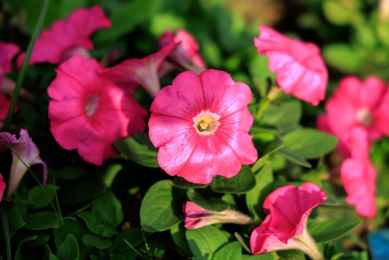 The winter sea of flowers along the Dagou Creek in full, colorful
 bloom