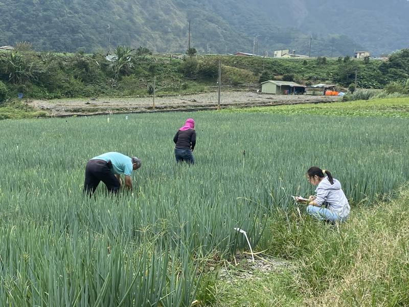 花蓮場團隊及三星農會調查保種圃青蔥病蟲害--將另開視窗看原圖
花蓮場團隊及三星農會調查保種圃青蔥病蟲害