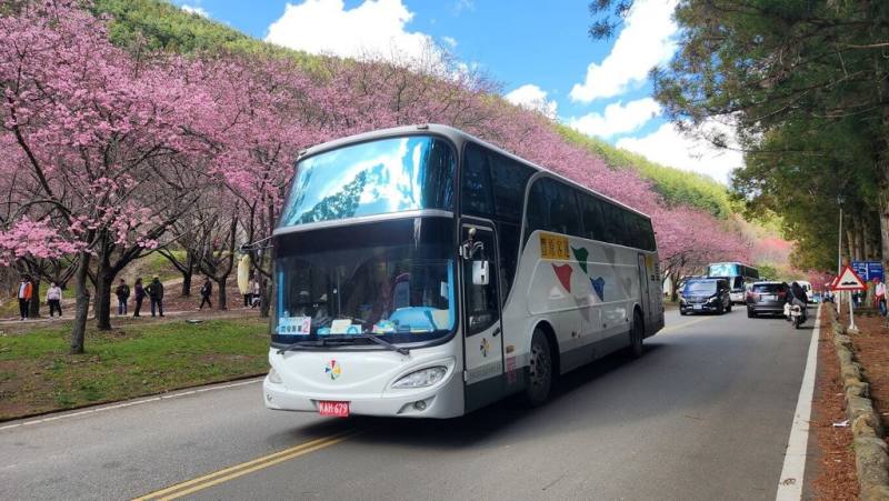 115年武陵櫻花季2月13日將正式登場，台中市交通局推出「台中Go時數型套票X武陵櫻花季交通聯票」，整合865區公車、武陵接駁專車、武陵農場門票及台中Go 48小時公車暢遊套票，20日中午起開放預購。（台中市政府提供）