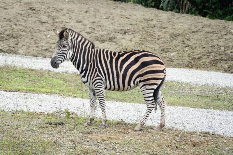 台北市立動物園表示，斑馬有3種，其中查普曼斑馬（Chapman's zebra）是平原斑馬（Plains zebra）的亞種，耳朵較短、條紋延伸至腹部，白色條紋帶有咖啡色。（台北市立動物園提供）