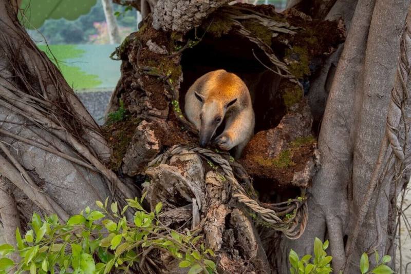 高雄「野森動物學校」試營運，門票採預購制，2月門票將於1月23日上午10時開放預購。（高雄市觀光局提供）