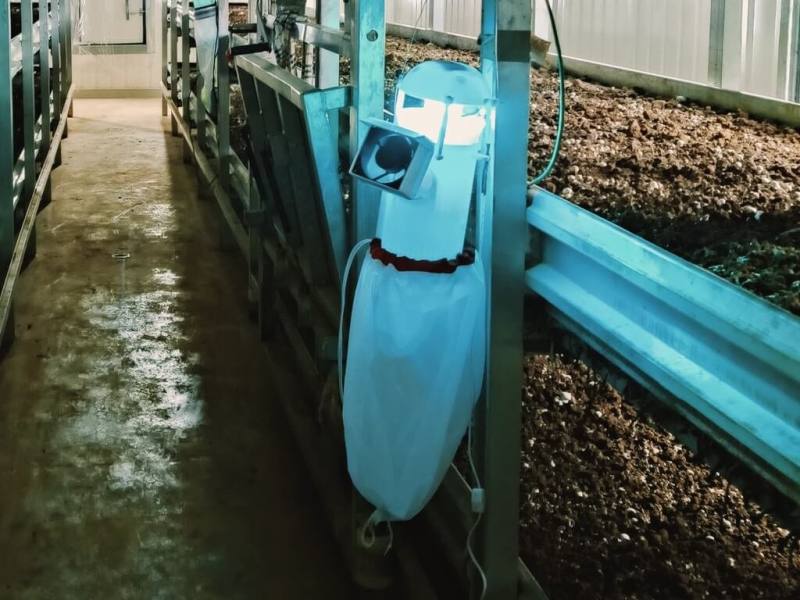 台灣菇類年產值超過新台幣122億元，占整體蔬菜產值約1/6，栽培過程中的病蟲害是一大困擾。農業部農業試驗所新開發的「菇舍智慧型LED燈滅蟲技術」，透過非農藥方式解決菇類蟲害，還能有助提升菇類產量與品質。目前已開放徵求廠商技術授權。（農試所提供）