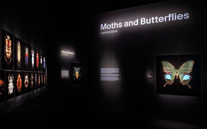 新加坡金沙酒店（Marina Bay Sands）附近藝術科學博物館（ArtScience Museum）舉辦「昆蟲：微觀雕塑放大展」，展出巨幅昆蟲影像。（Marina Bay Sands提供）