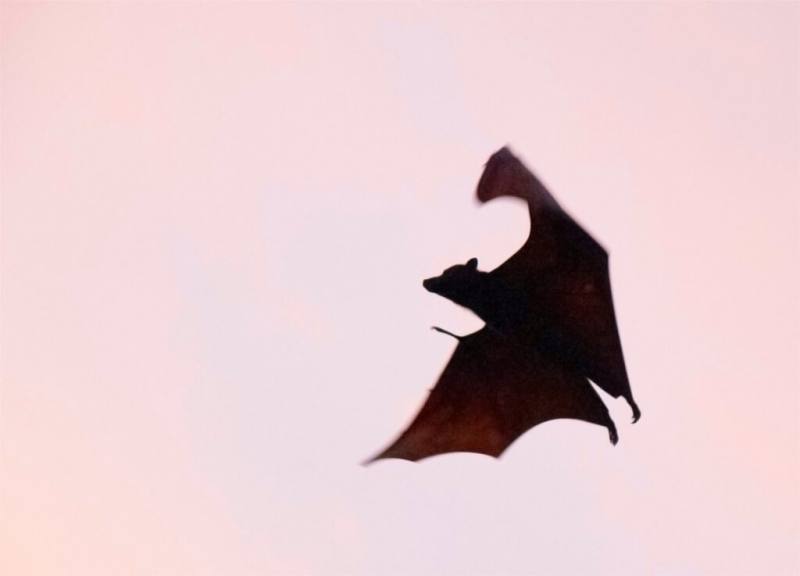 立百病毒自然宿主為蝙蝠，在狐蝠屬及其他蝙蝠物種身上被發現，可造成多種動物感染（中間宿主），如豬、馬、羊、狗、貓等動物，並傳染給人類。（示意圖／圖取自Unsplash圖庫）