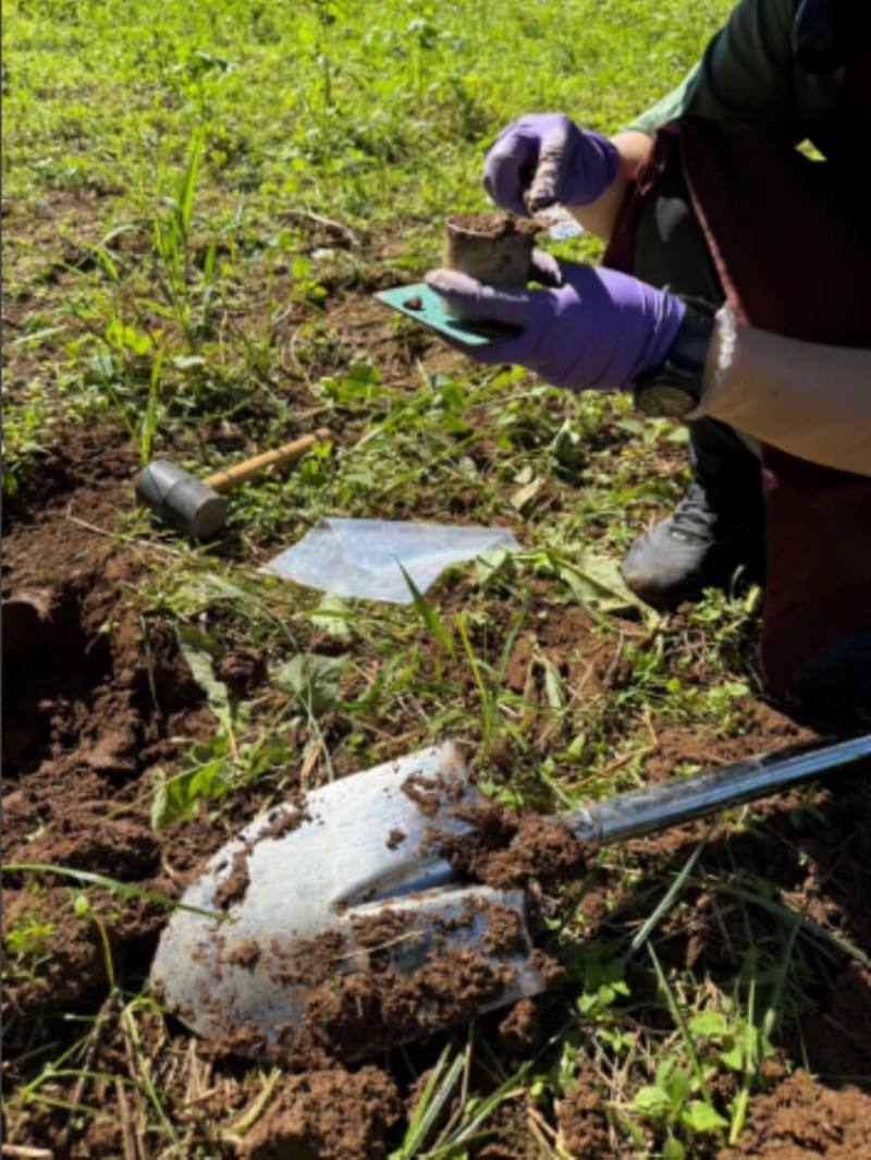 農業部種苗改良繁殖場在水稻產區導入綠肥，並整合水稻輪作，增加土壤碳儲存量，還提升稻作產量，將持續讓綠肥翻埋入田的效益「數據化、可溝通化」，讓增匯農耕從理念走向田間落地。（種苗改良場提供）