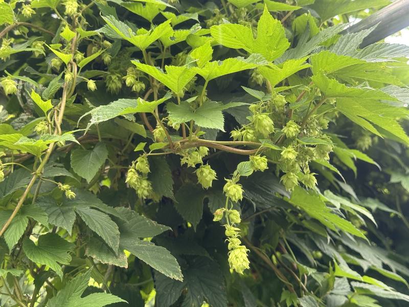 大同鄉南山村啤酒花花苞
