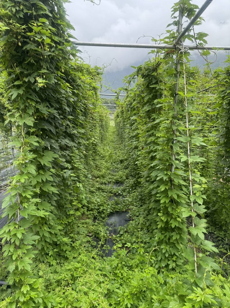 大同鄉南山村二年生啤酒花生長旺盛