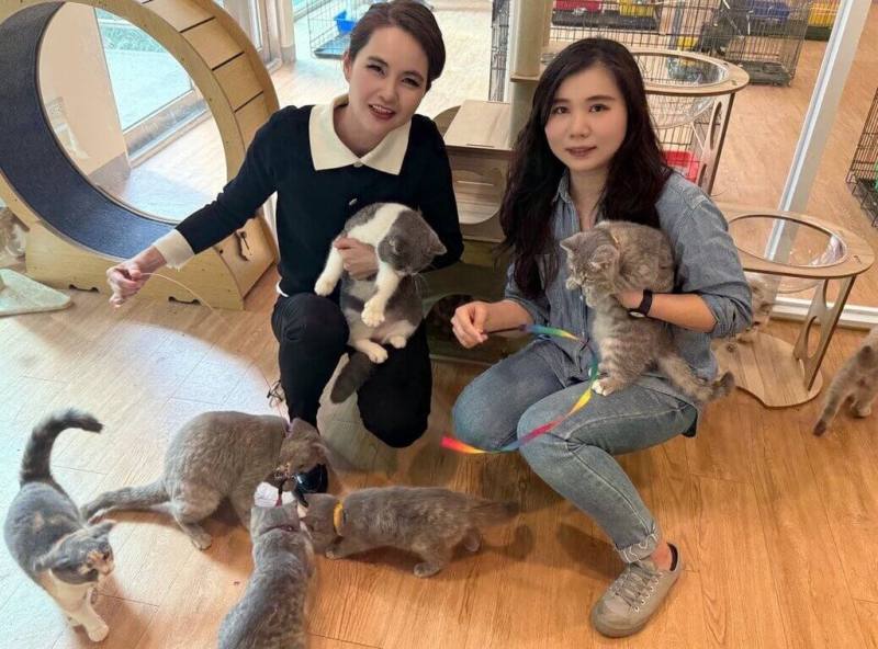 嘉義縣家畜疾病防治所去年沒入28隻非法繁殖品種貓，30日前開放民眾登記認養，考量後續追蹤管理，限定嘉義縣民參加，2月8日公開直播抽籤。（嘉義縣家畜所提供）