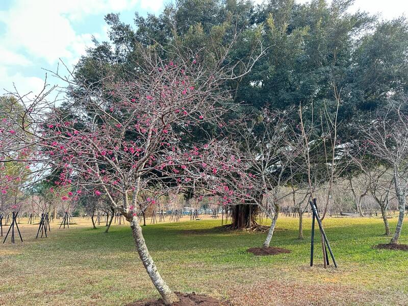 國立暨南國際大學「暨大櫻花季」遠近聞名，目前校內櫻花開約2、3成，校方預估2月初至2月中旬盛開。（國立暨南國際大學提供）