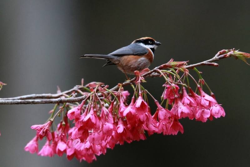南投縣仁愛鄉奧萬大森林生態豐富，記錄逾百種鳥類，是鳥類重要棲息場域，也是地質科學天然教室。圖為紅頭山雀。（陳科綬提供）