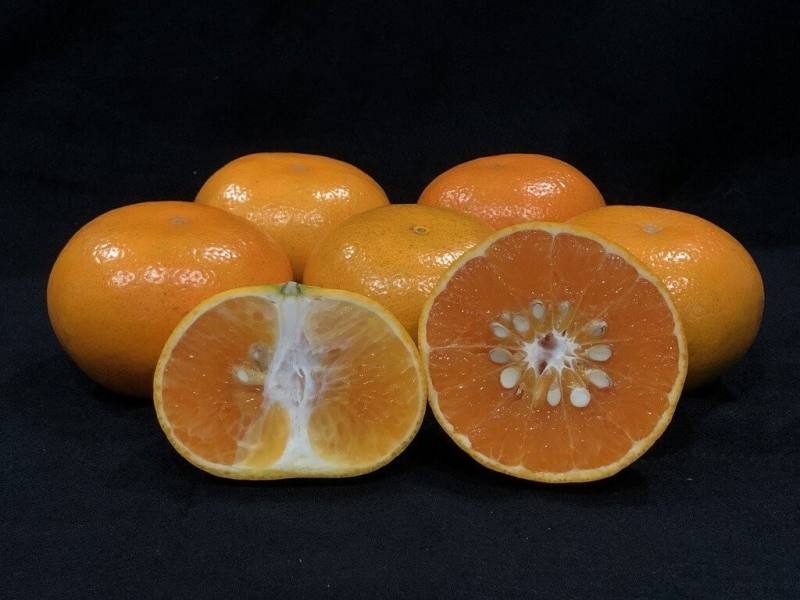 農業部台南區農業改良場介紹春節應景水果茂谷柑，其維生素A、C、E和鈣，都比蘋果、櫻桃、奇異果高，目前正是盛產季節，建議選購時，挑選果皮橙黃色、輕握有彈性及有沉重感者最優。（台南農改場提供）