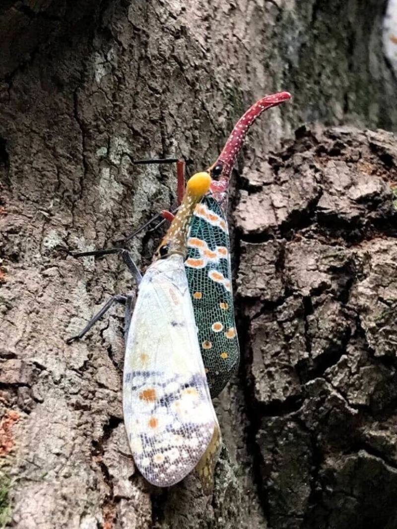 「龍眼雞」是一種外型鮮艷的蠟蟬（右），成蟲喜好在龍眼樹上吸樹汁，原本被列為外來入侵種，農業部於民國114年已將其除名，但與台灣原生種白蠟蟬（左）棲地及寄主植物種類高度重疊，農業部林業試驗所說，在生態上必須關切可能產生的競爭壓力。（林試所提供）