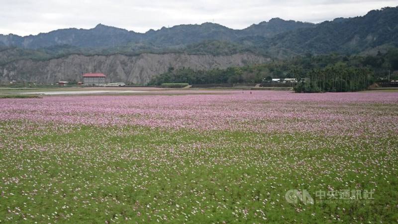 台東縱谷鹿野鄉約20公頃的波斯菊花海趕上春節連假，繽紛花海將綻放到春節過後。鹿野鄉公所邀請遊客春節期間到鹿野賞花