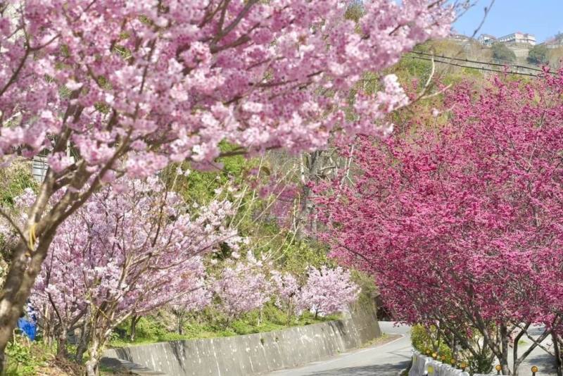隨著氣溫逐漸回升，桃園市復興區北橫櫻花陸續綻放，風管處1日表示，除推出「2026北橫櫻花散步地圖」，臉書粉專也每週更新最新花況資訊，民眾從即日起至3月下旬都能賞櫻，圖為去年櫻花季盛況。（桃園市政府風景區管理處提供）