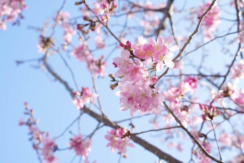 桃園市政府風景區管理處表示，復興區北橫櫻花陸續綻放，品種包含山櫻花、枝垂櫻、八重櫻、香水櫻、昭和櫻、富士櫻，以及千島櫻等，粉色浪漫從1月下旬至3月下旬都能觀賞，圖為往年櫻花盛開情況。（桃園市政府風景區管理處提供）